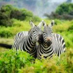 Lodge Anchor | Welgevonden Game Reserve | Luxury Lodge