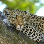 Front Office Receptionist | Limpopo | Boutique Lodge